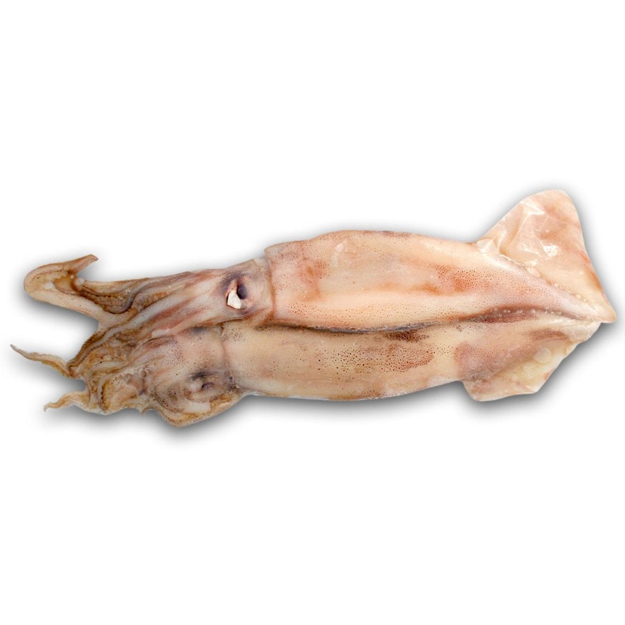 Bait Bionic Bait | Sword Squid - 2 Pk - Frozen