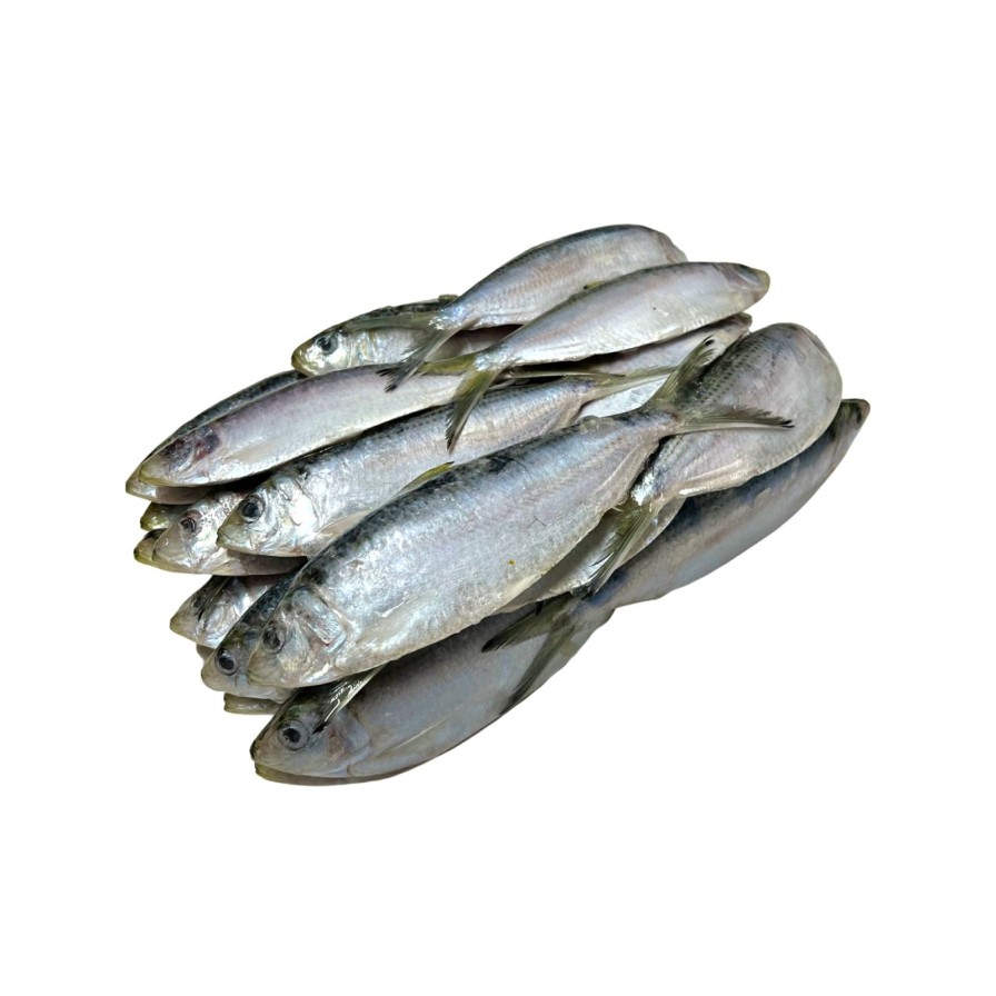 Bait One Stop Marine | Thread Herring 5 Lb - Frozen