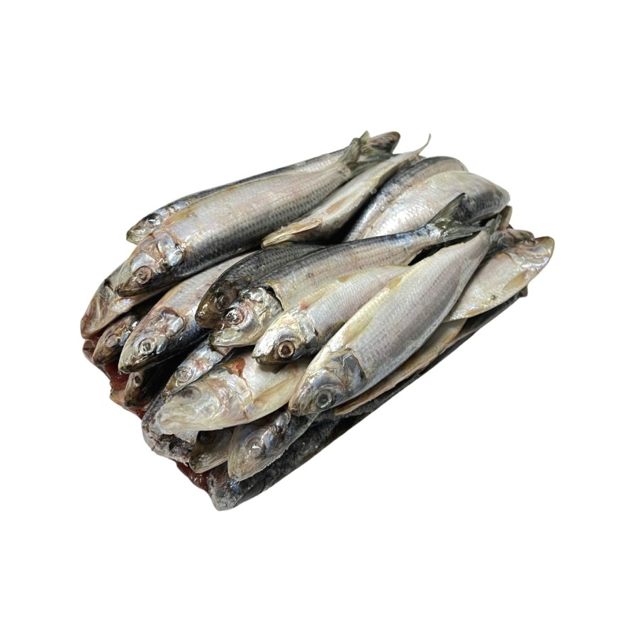 Bait One Stop Marine | Spanish Sardines 5 Lb - Frozen