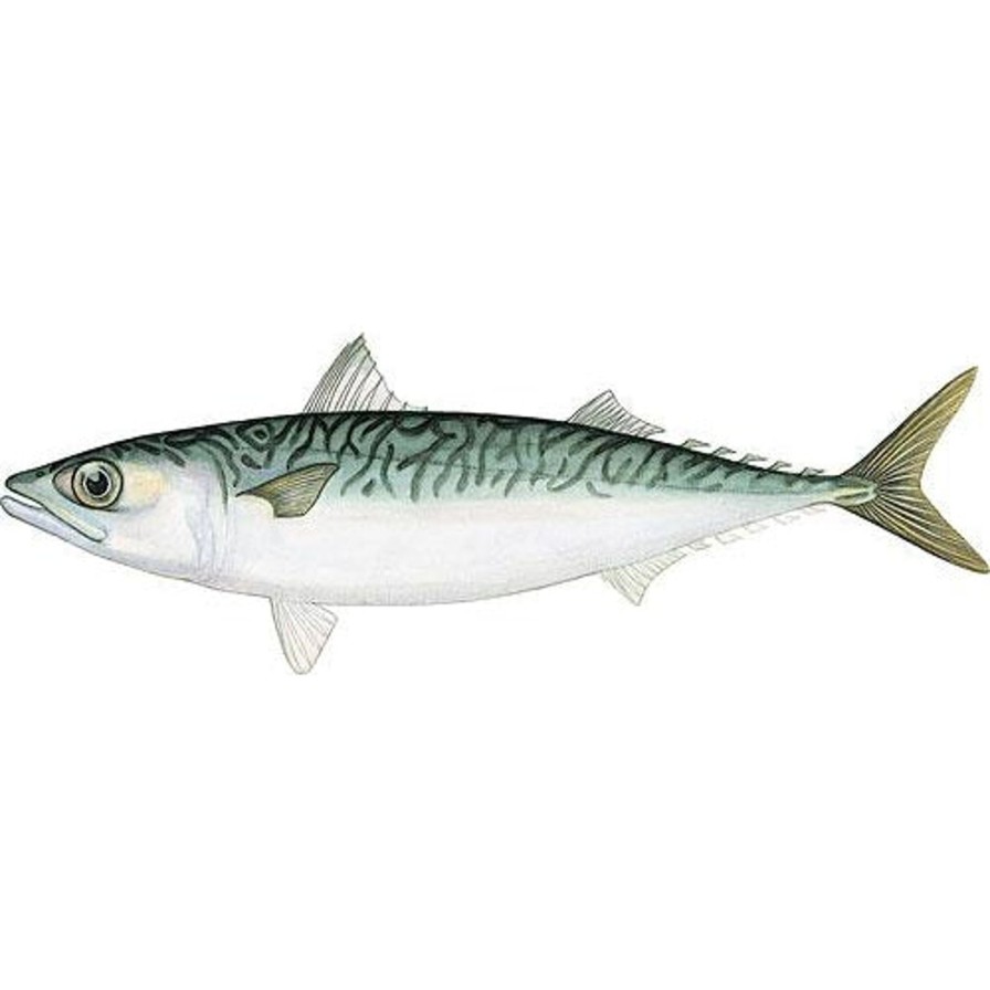 Bait One Stop Marine | Northern Mackerel 5 Lbs- Frozen